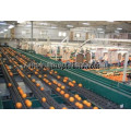 Vegetable frozen fruit processing line